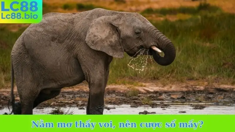 Nằm mơ thấy voi, nên cược số mấy?
